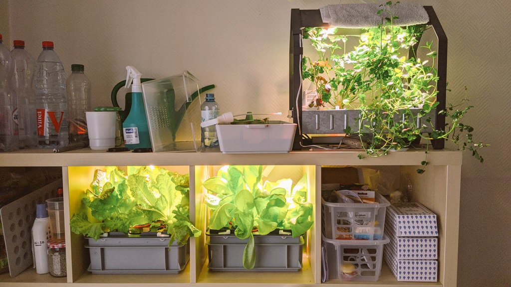 Bild 1: Salat und Basilikum im Indoor-Anbau